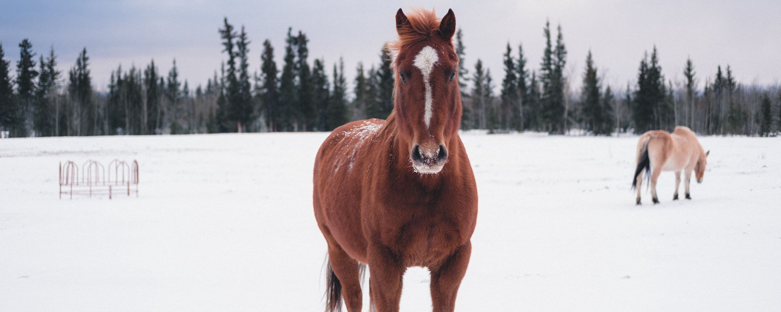 Download wallpaper 2560x1024 horse, winter, snow, forest ultrawide