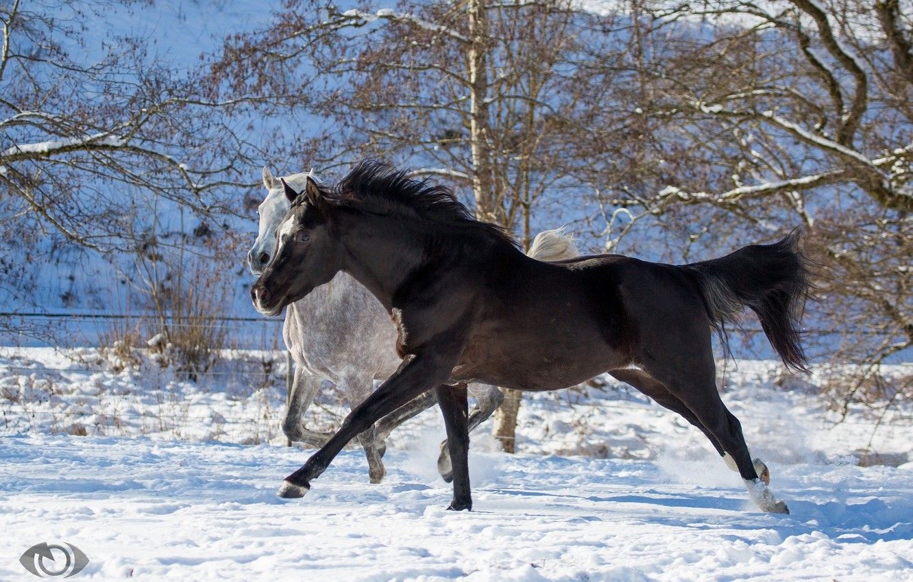 Wallpaper grey, horses, horse, running, pair, two, corral, crow