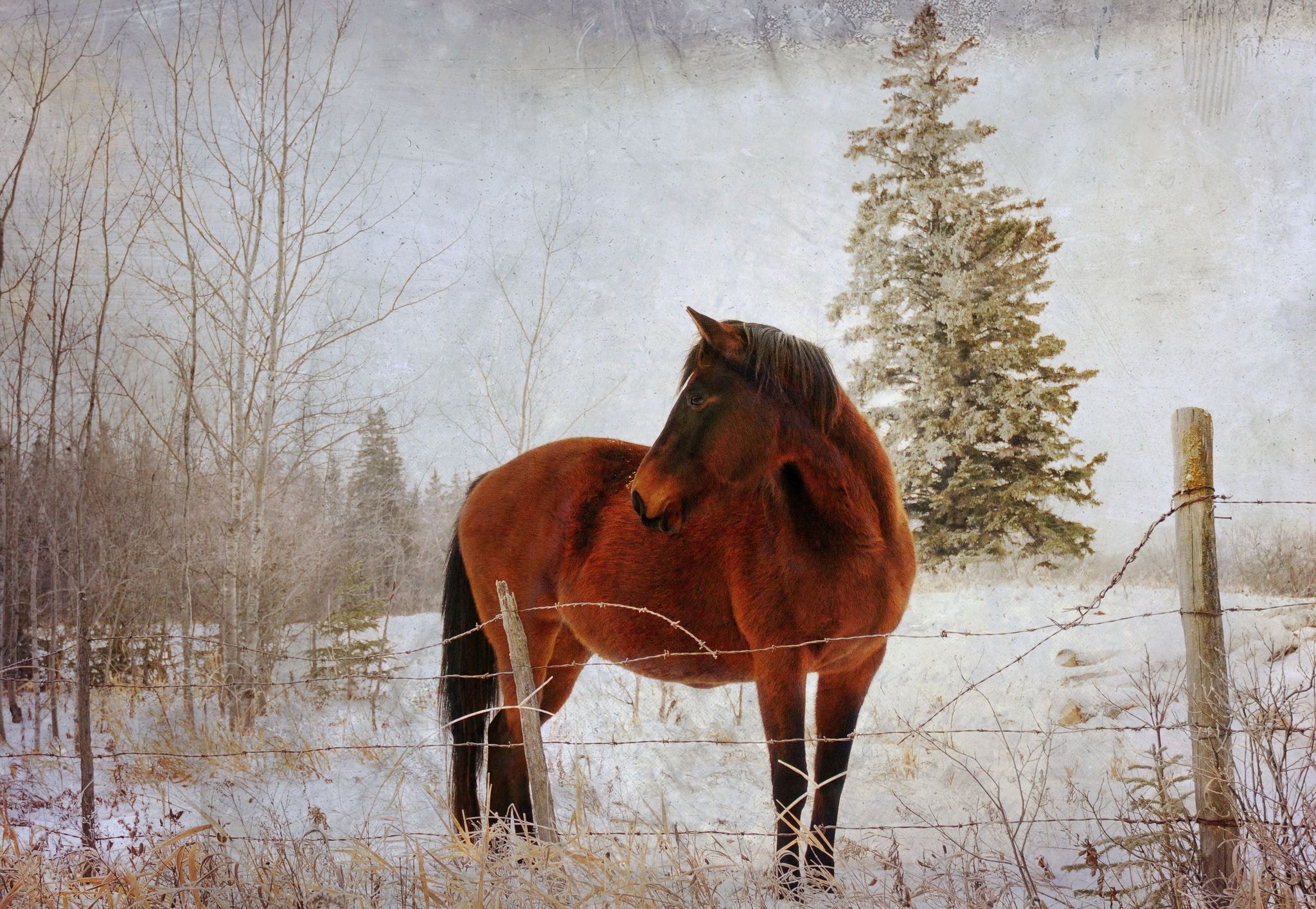 Image Horses Pen (enclosure) Snow Fence animal 2048x1415