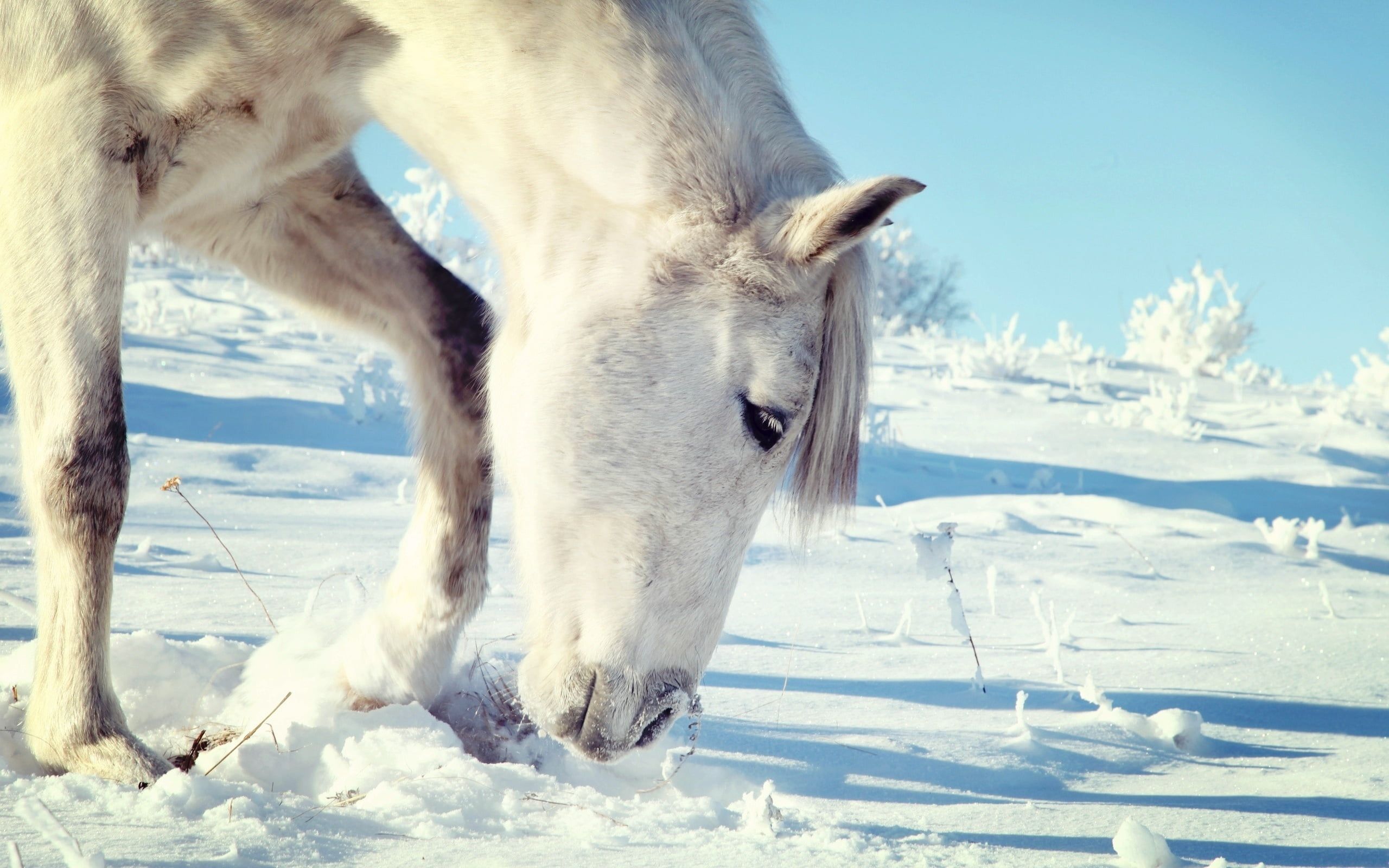 White horse under blue sky during winter HD wallpaper. Wallpaper