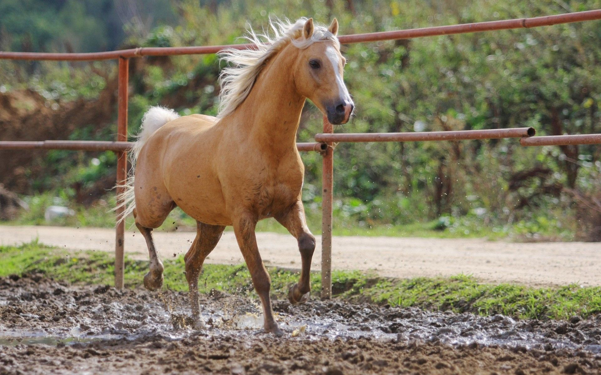 Corral, Eyes, Beautiful, animals, Best, Fence, Farm, Animal