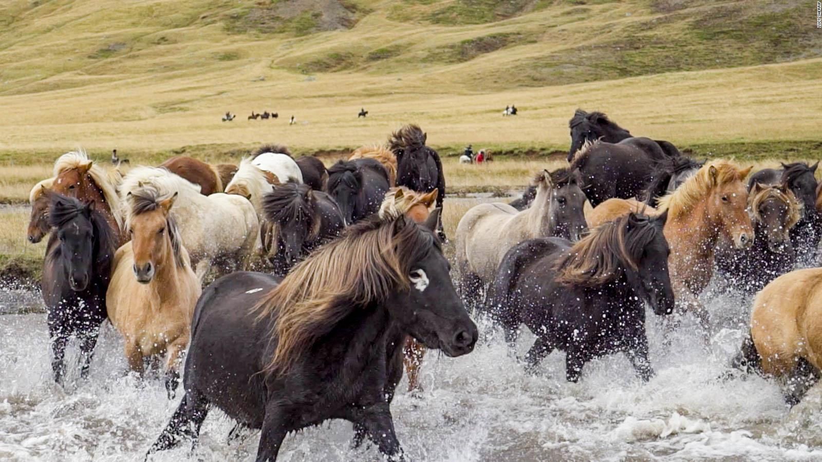 Iceland's Laufskálarétt horse party is a wild and windswept ride