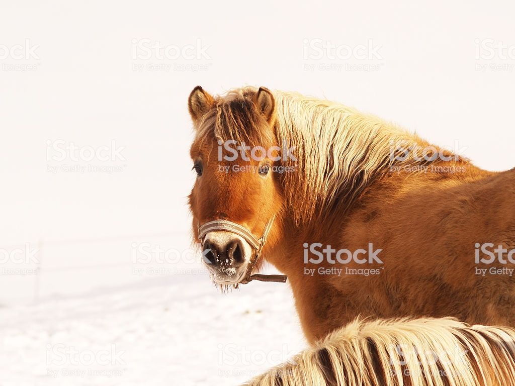 Horse In Winter Season Image Now