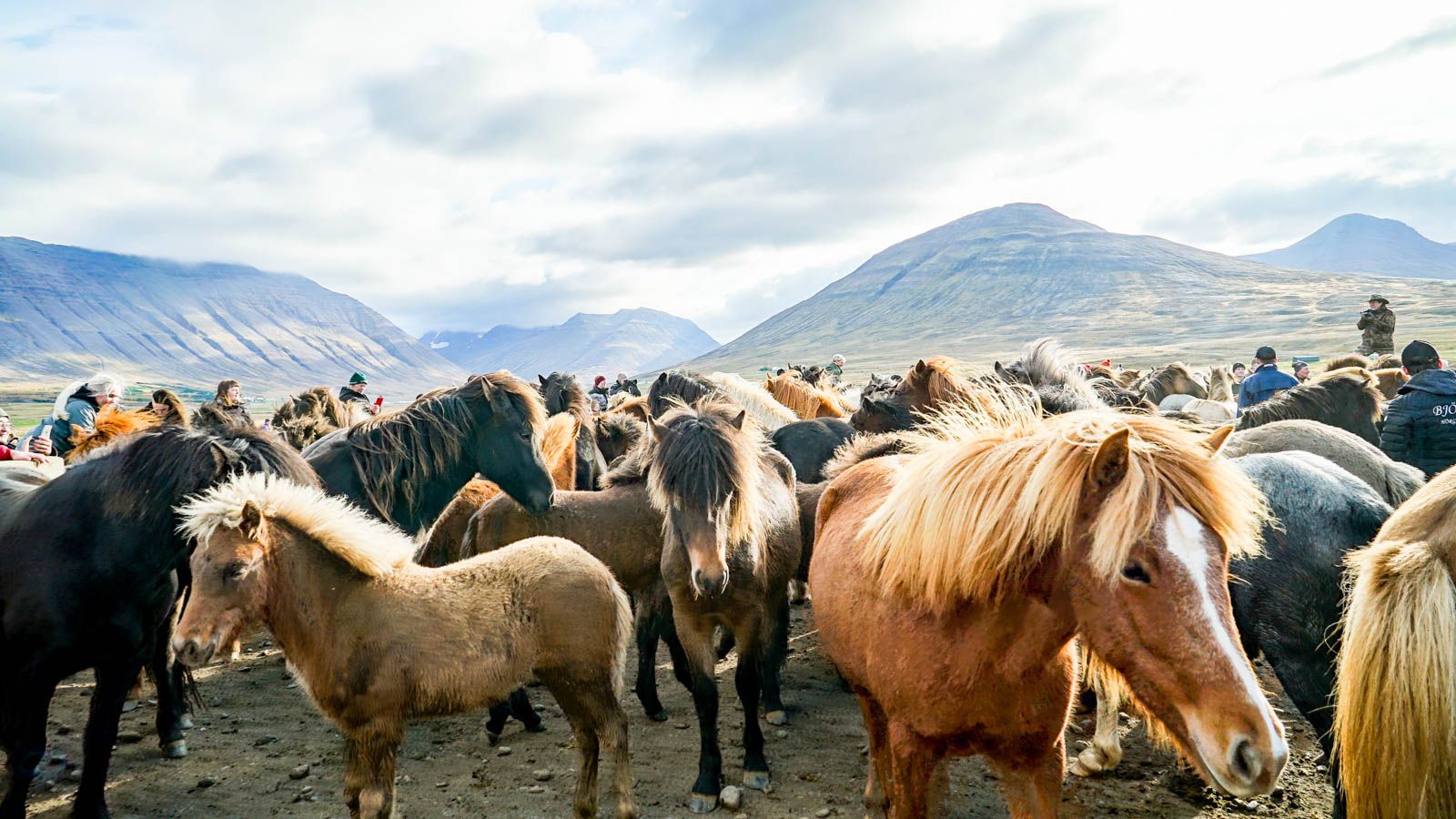Iceland's Laufskálarétt horse party is a wild and windswept ride