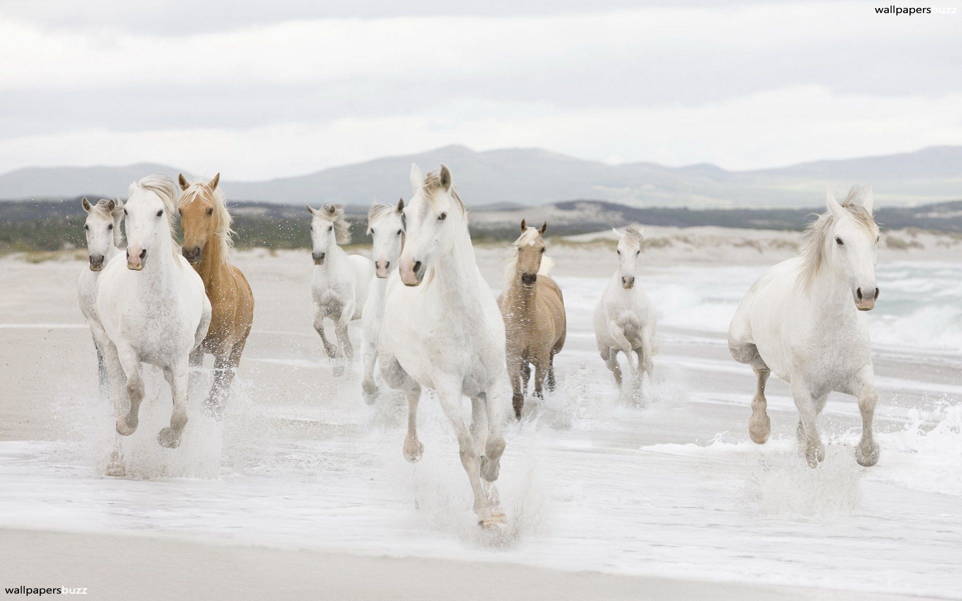 Horse Herd HD Wallpaper