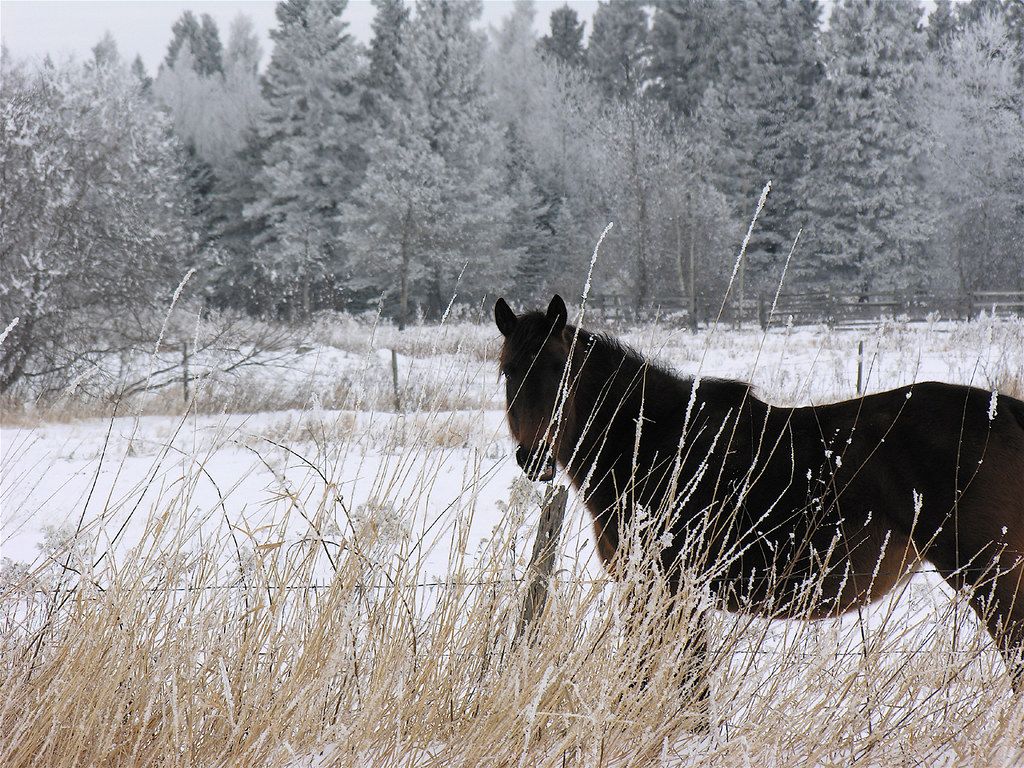 winter visit. This was one of two horses I met on my photo
