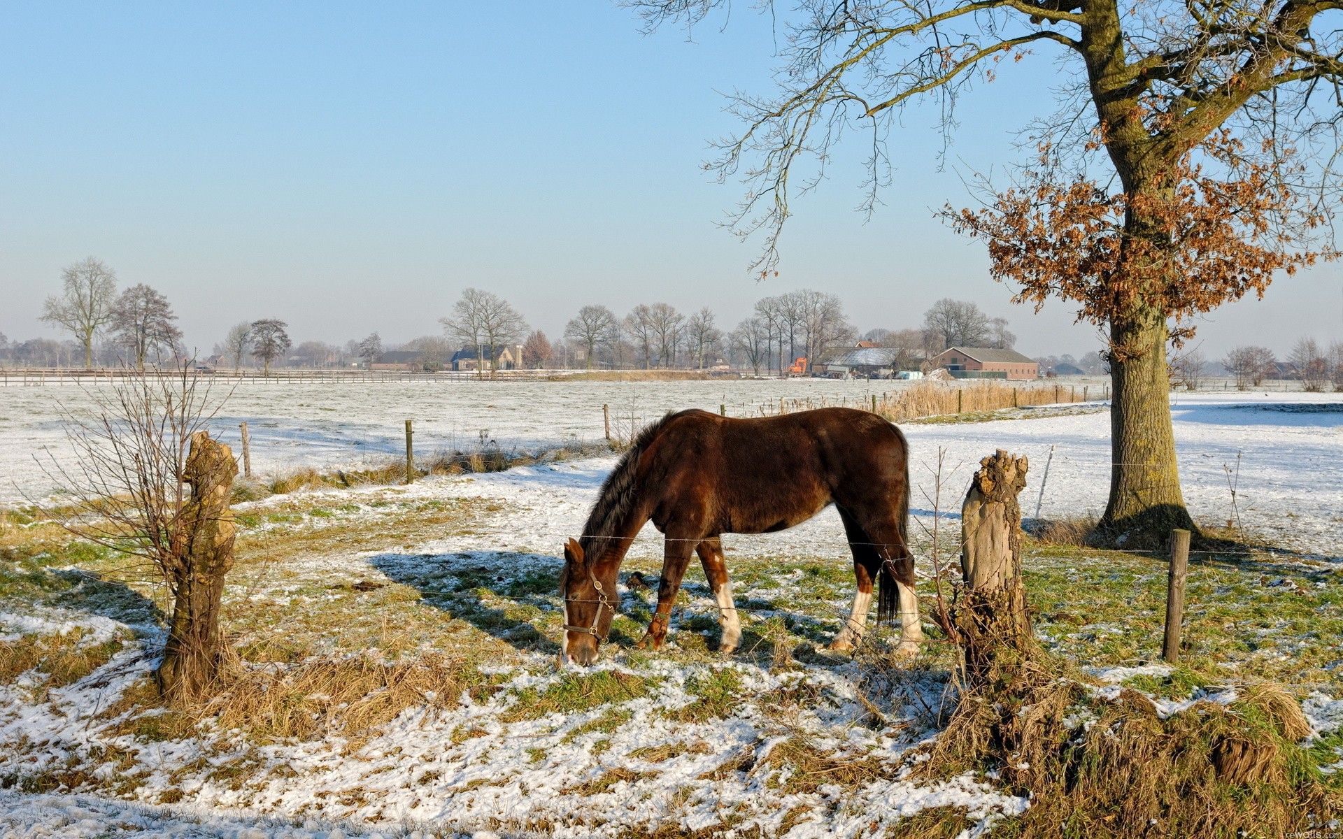 Snow, Trees, Seasons, Landscapes, Farm, android, Horses, Colourful