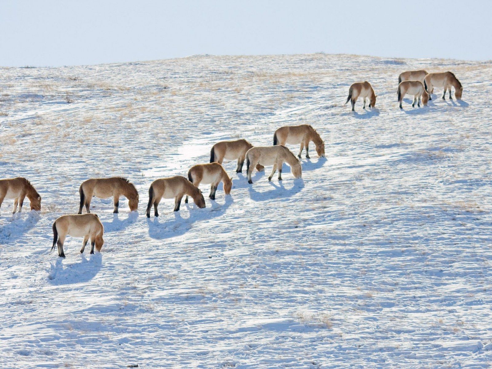 Wild Horses Can't Drag Me Away Because They Don't Exist, Genetic