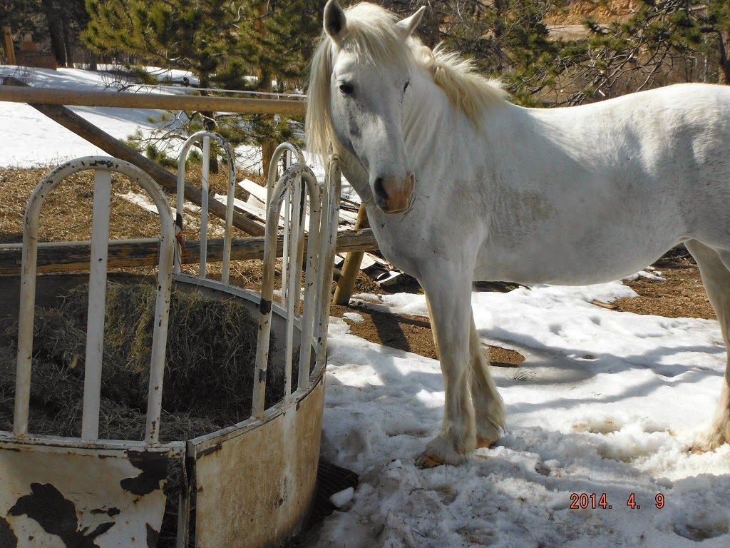 It's a Horse Life: They're Home!