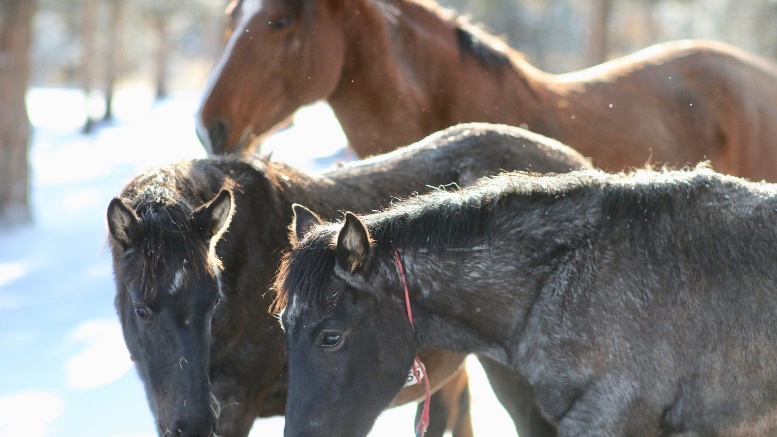 Petition update · WE FREED THE TWINS you to all who signed