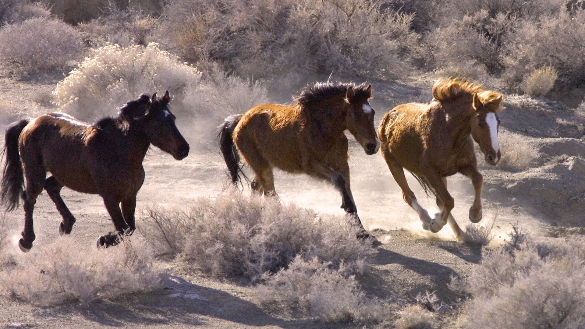 The Wild Horses' Troubled Rescue