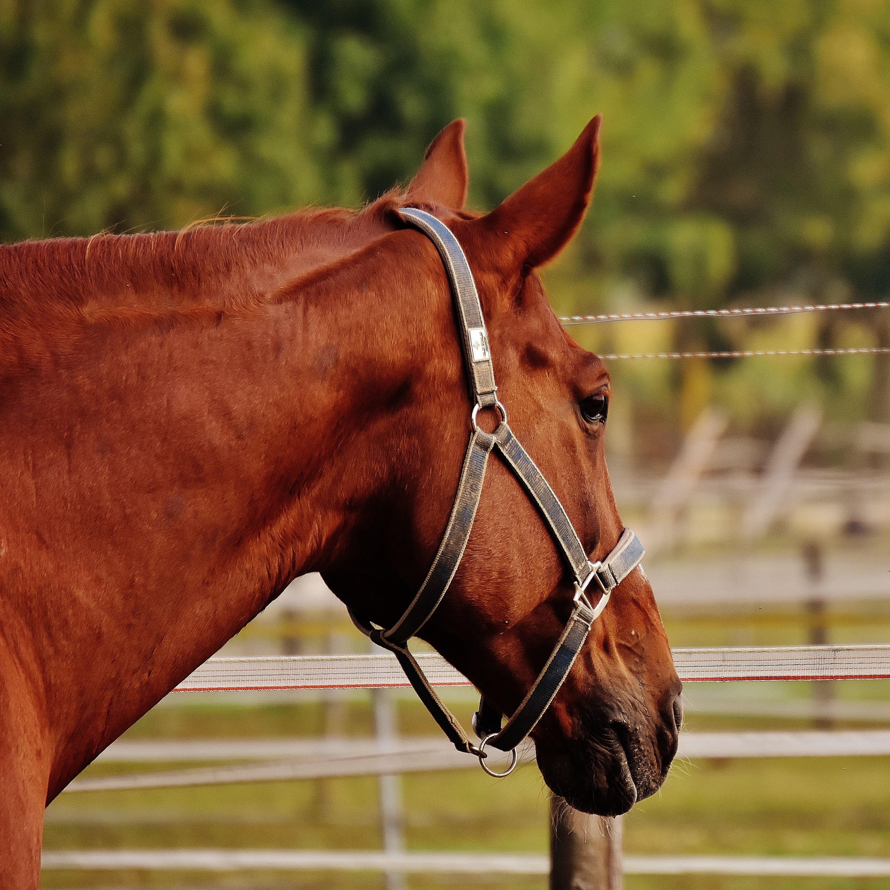 Download wallpaper 3415x3415 horse, stallion, corral, meadow