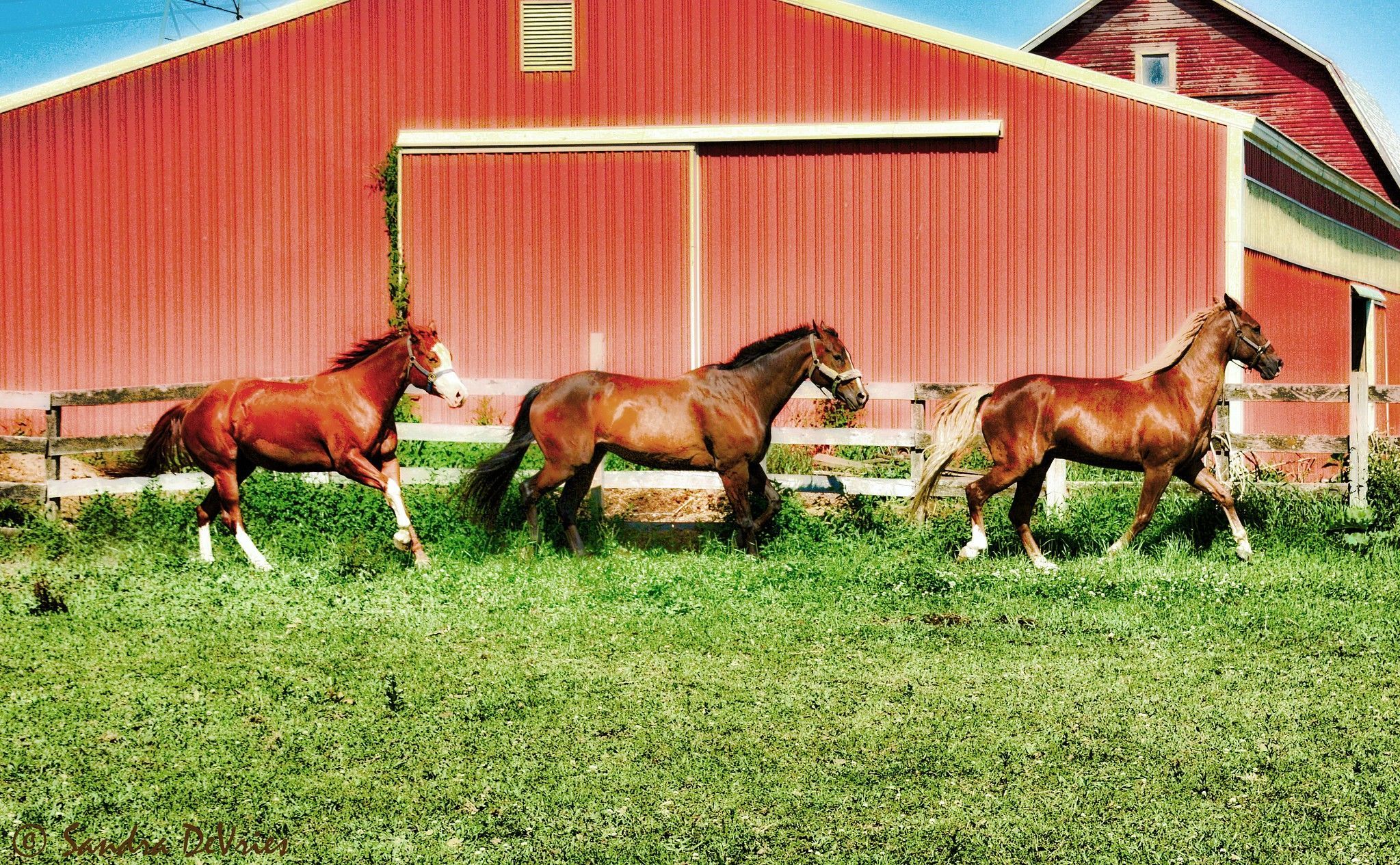 Horses Winter Corral Wallpapers Wallpaper Cave