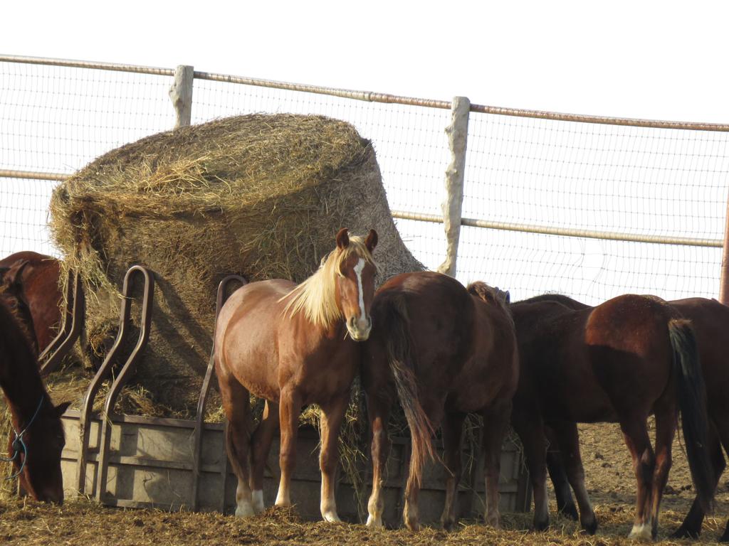 Controlling wild horse, burro numbers will take $5B, 15 years
