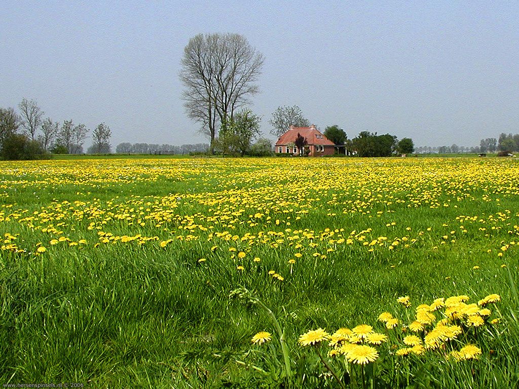 Spring Field Wallpaper, Field Flower Spring Field Wallpaper
