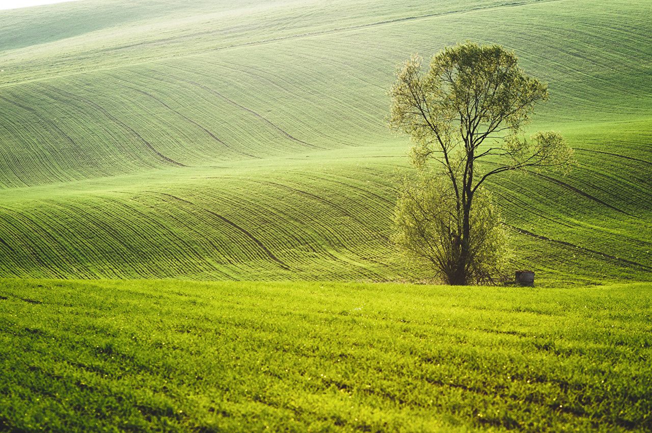 Photo Nature Spring Fields Grass Trees