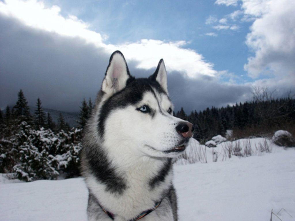 Winter Siberian Husky dog photo and wallpaper. Beautiful Winter