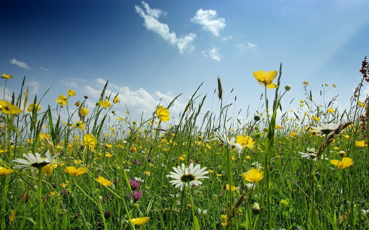 Free download Spring Flower Field widescreen wallpaper Wide
