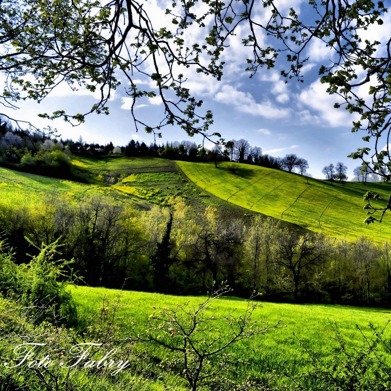 Download wallpaper 1280x1280 spring, fields, trees, greenery ipad