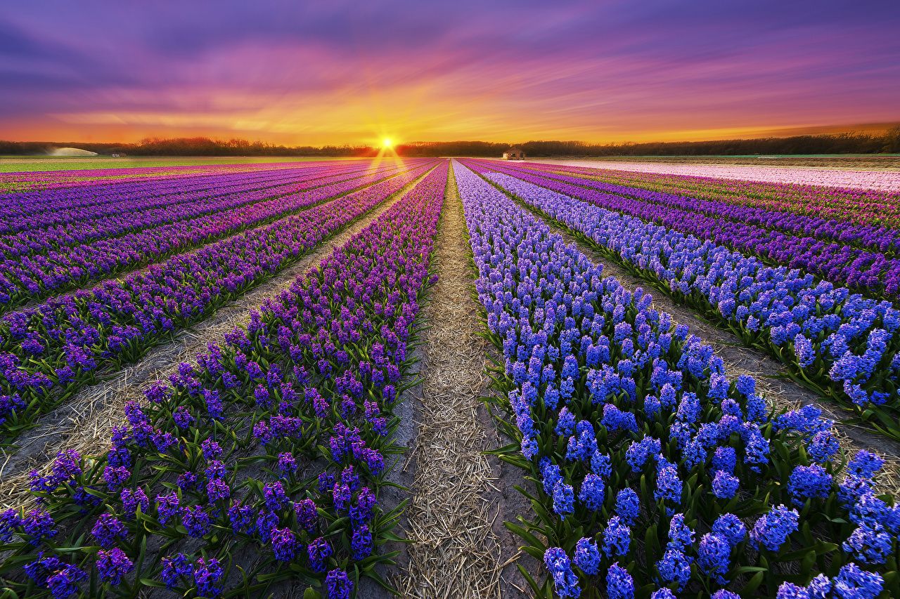 Image Plantation Nature Spring Fields sunrise and sunset