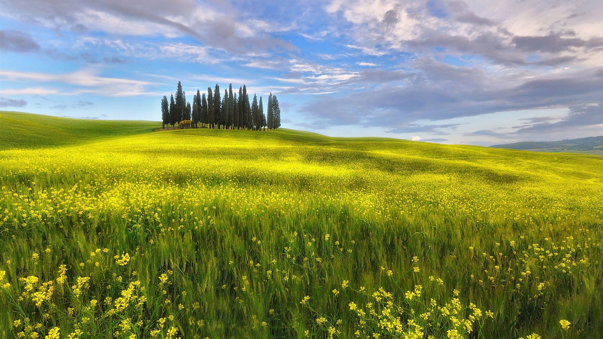 Italy, Tuscany, spring, fields, rapeseed flowers, sky, clouds