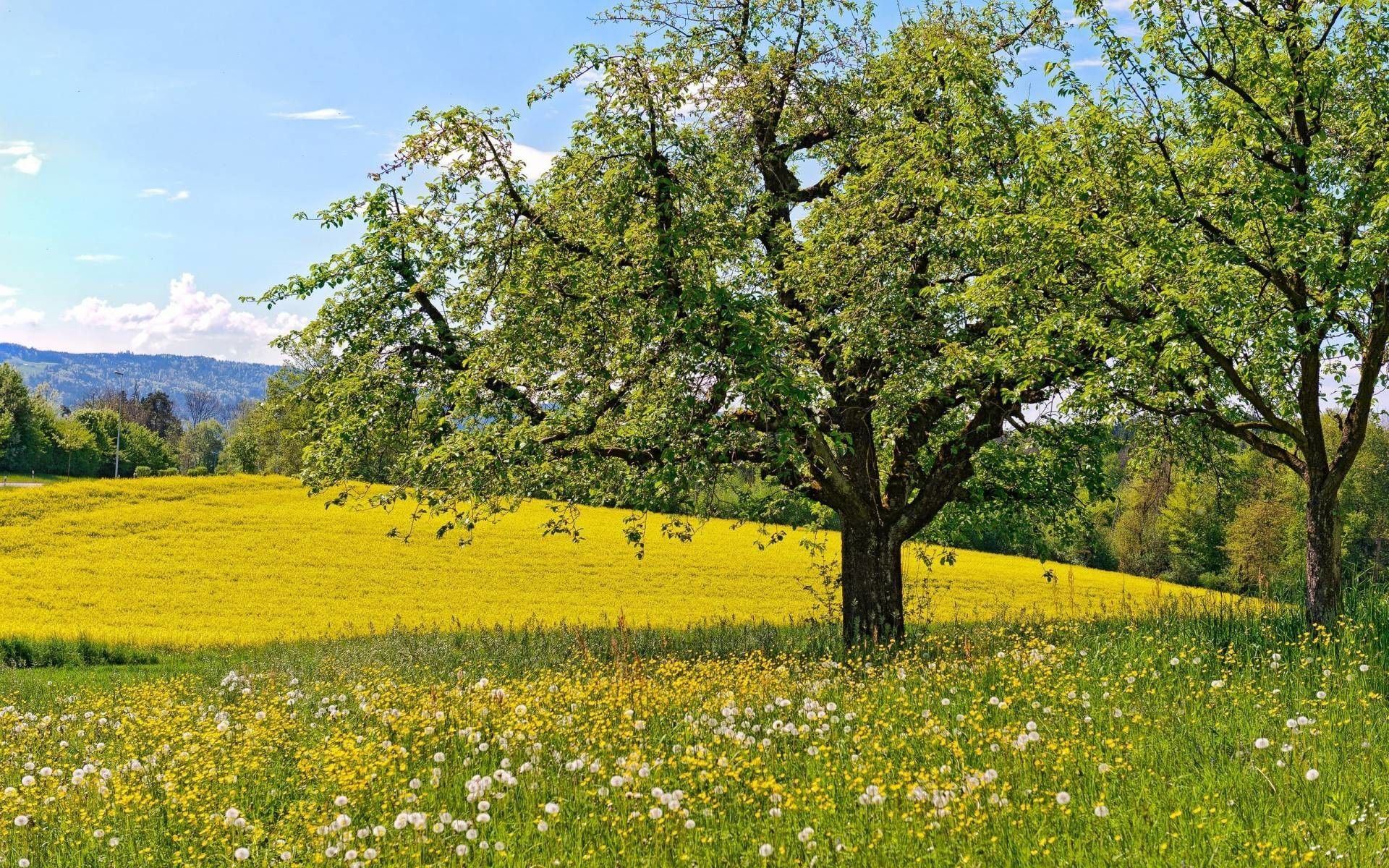 Spring Meadow Wallpaper