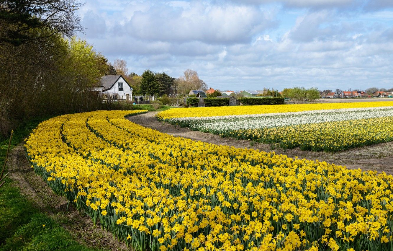 Wallpaper field, flowers, home, Netherlands, fields, daffodils