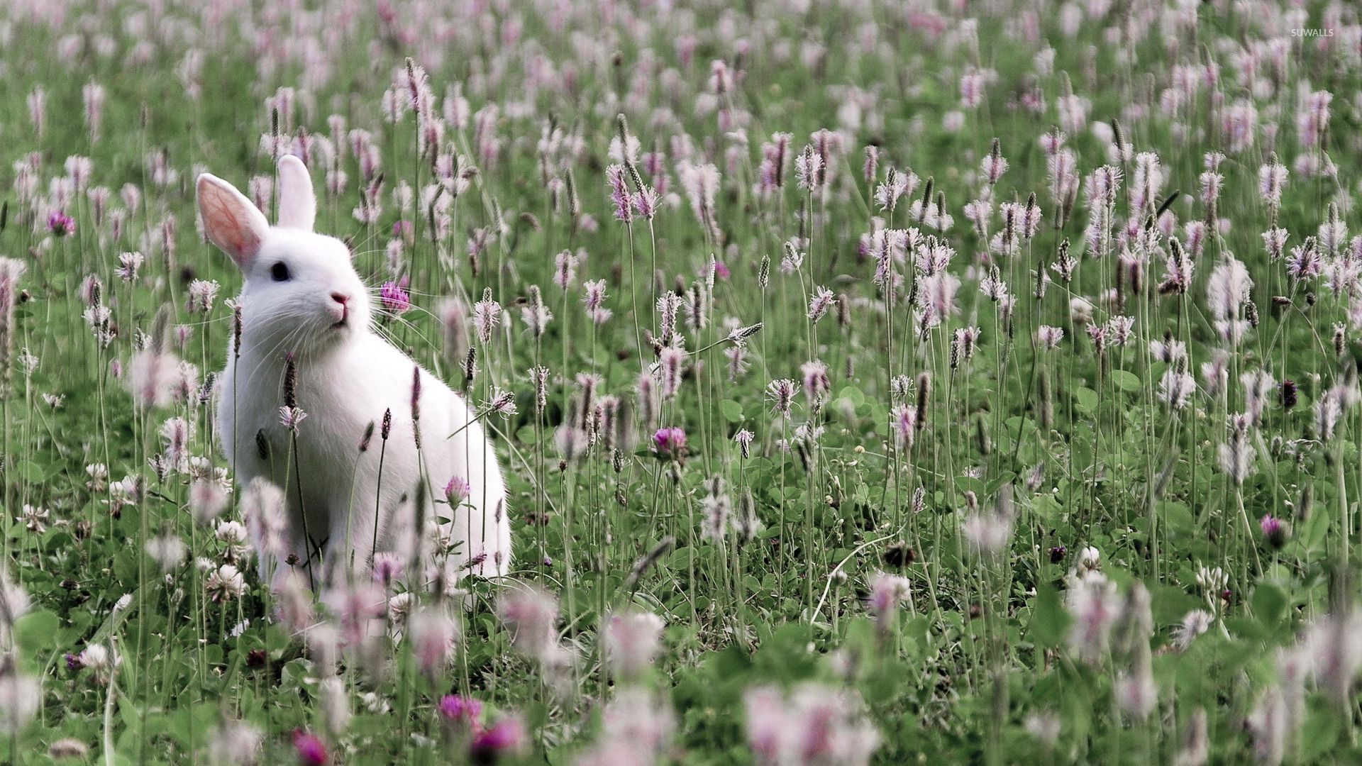 White bunny on the field wallpaper wallpaper