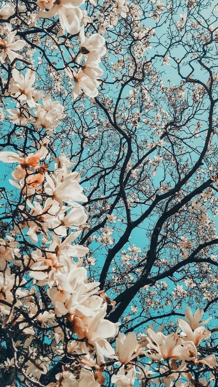 ▷ 1001 + spring wallpapers image for your phone and desktop