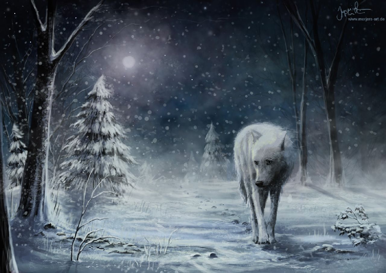 Wolf Wallpaper and Background Imagex905