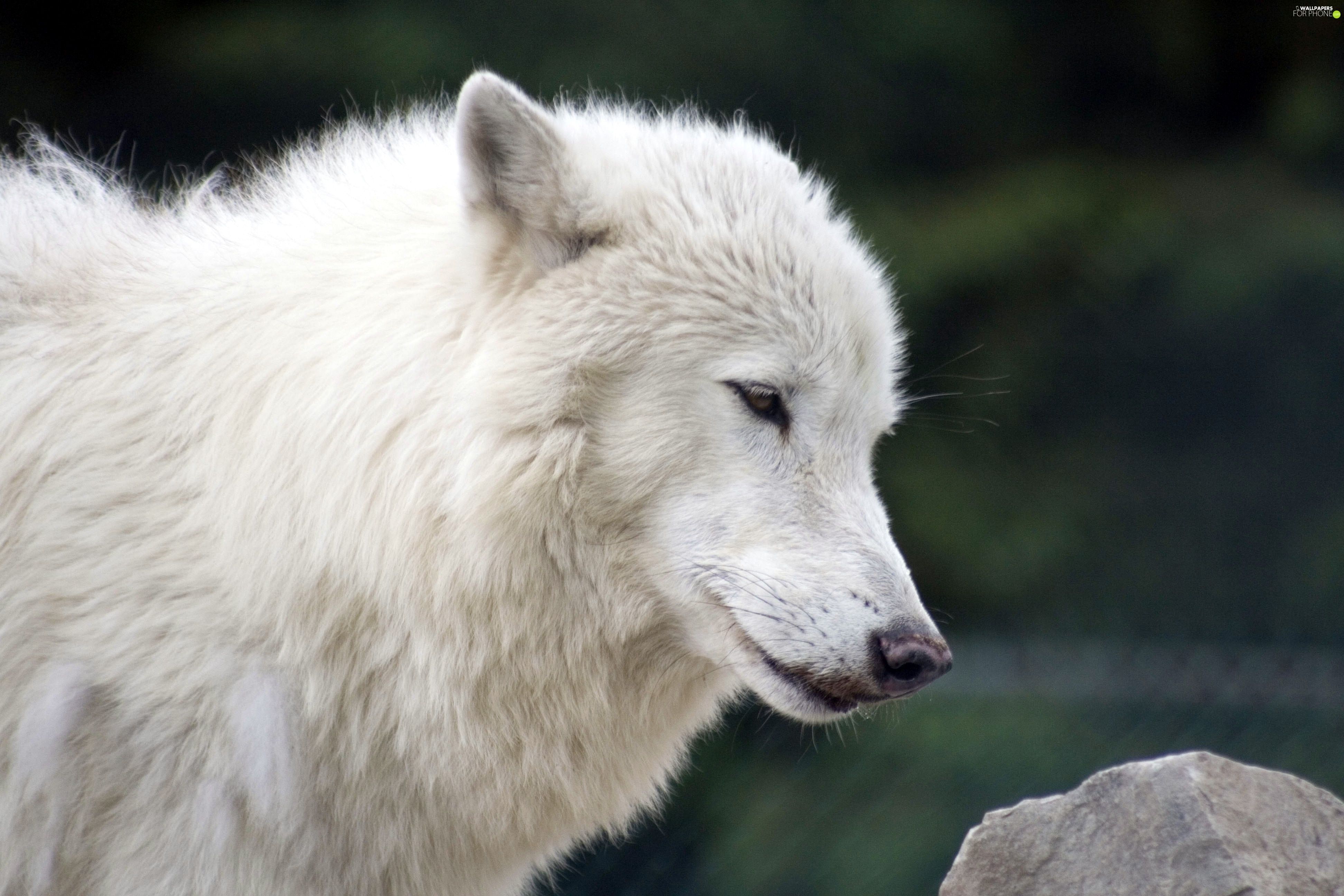 Arctic Wolf Desktop Background