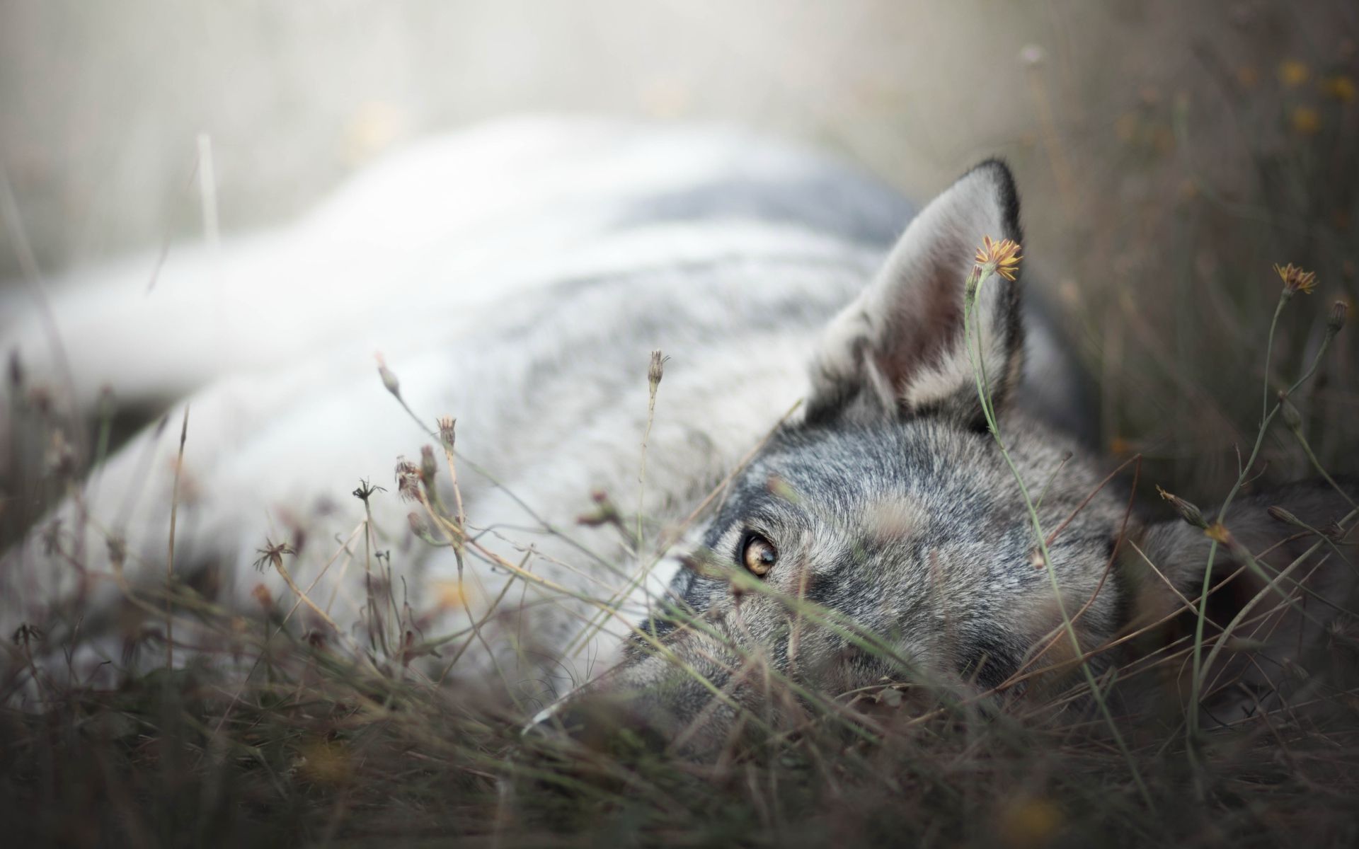 A sad gray wolf lies on a dry grass Desktop wallpaper 1920x1200