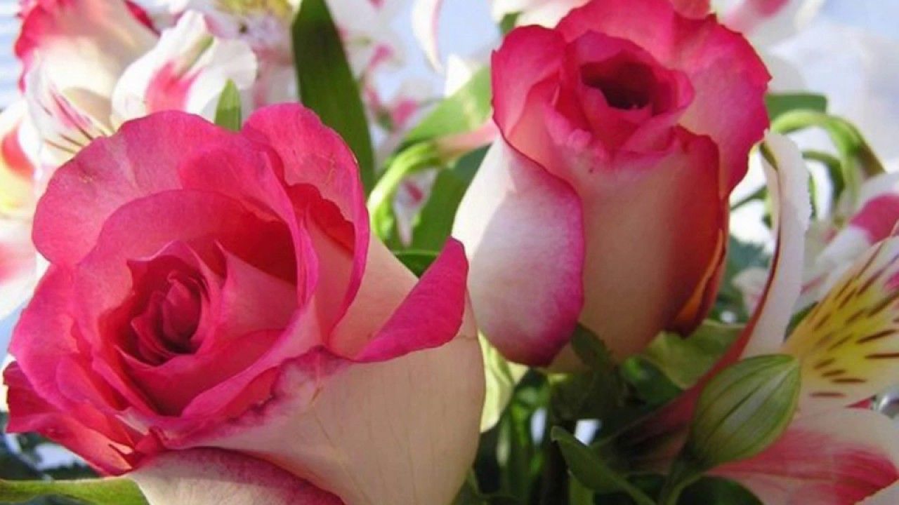 Free download Download Desktop Rose Wallpaper PNG Transparent