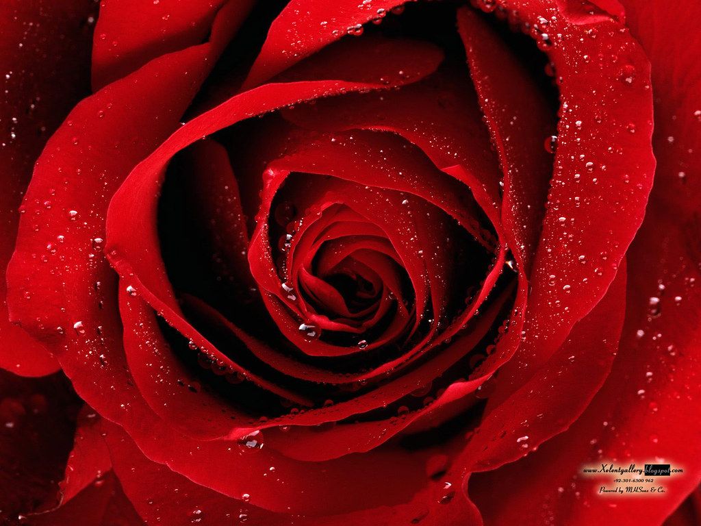 The Best Top Desktop Roses Wallpaper Hd Rose Wallpaper Wh