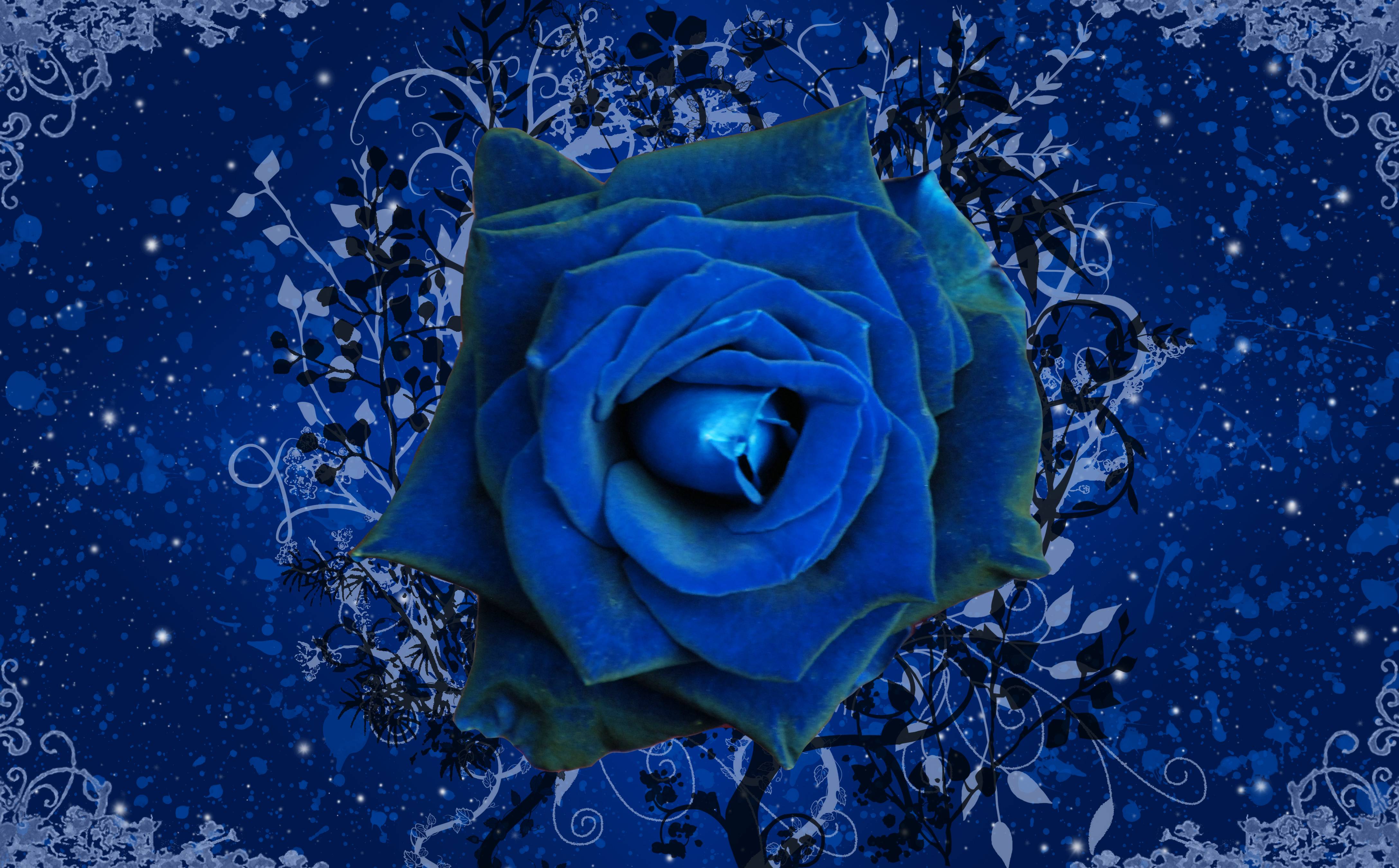 Blue Rose Wallpaper, Dark Blue Rose Wallpaper