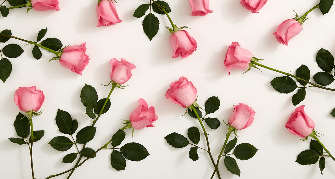 Natural Pink Rose Wallpaper Pink Rose Wallpaper