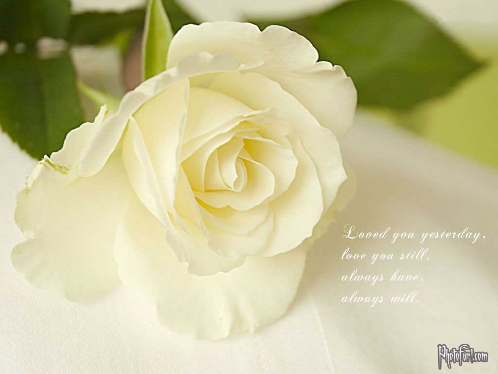 Rose Wallpaper: rose wallpaper desktop