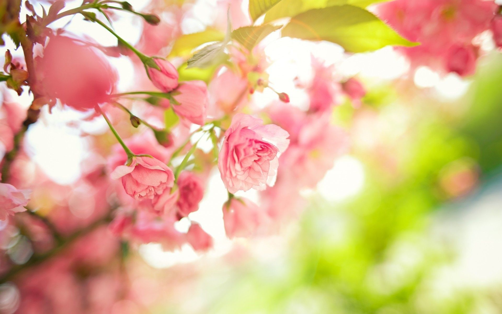 Pretty Spring Flowers Wallpaper