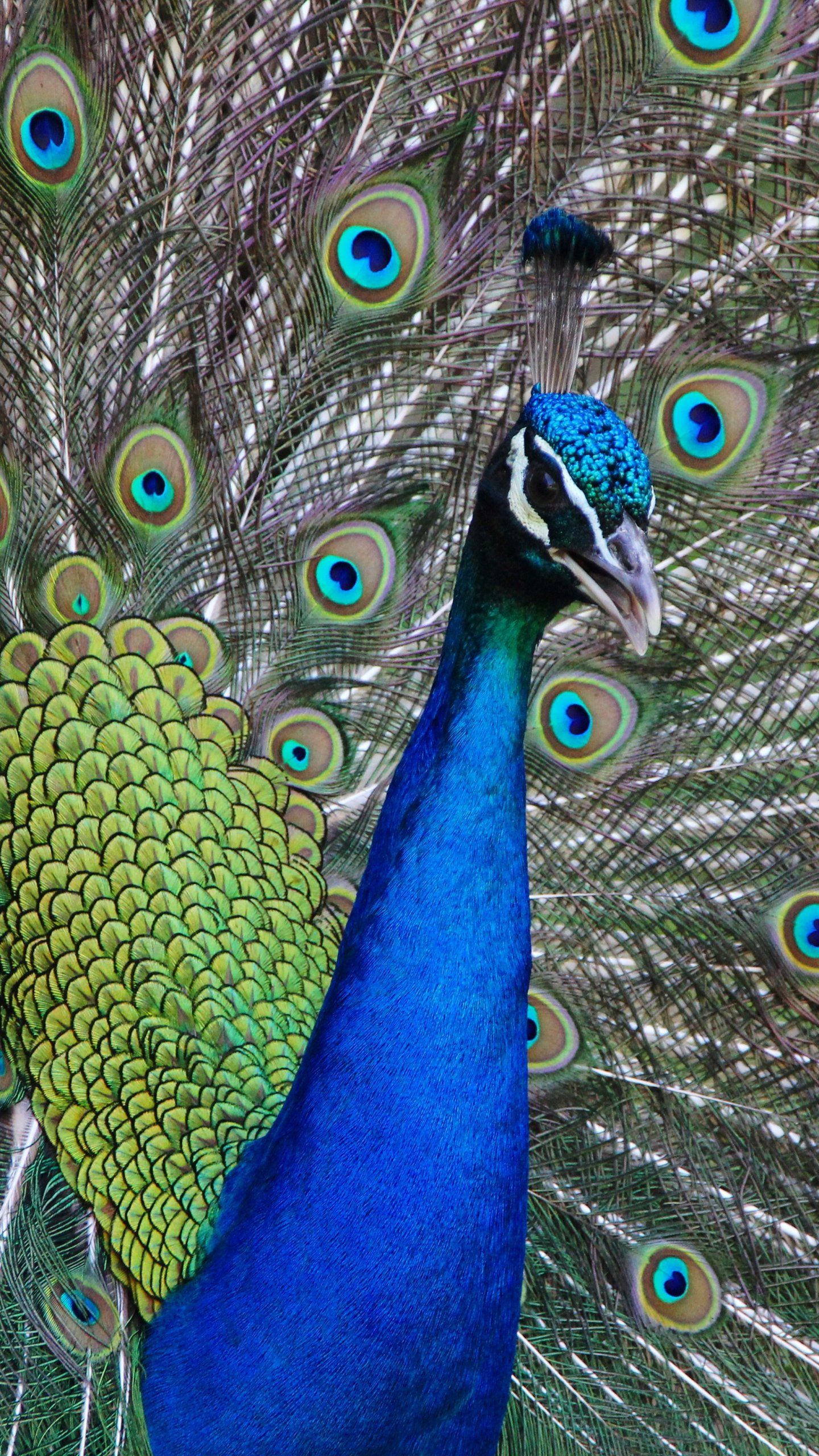 Peacock Wallpaper, Android