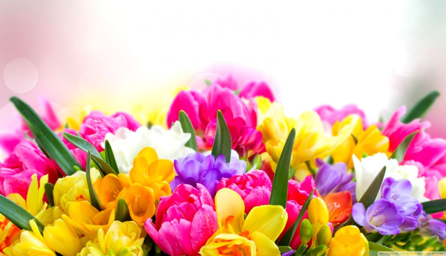 Free download Desktop Wallpaper Spring Flowers 30 Background