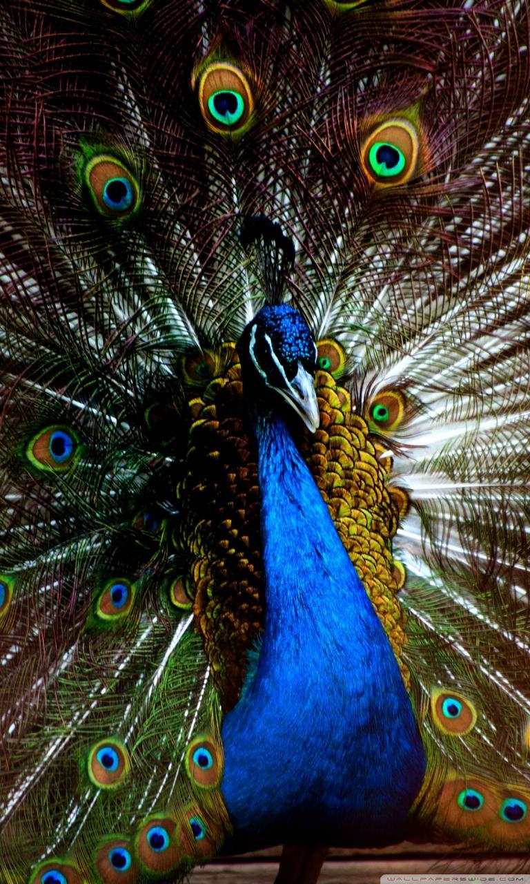 Peacock Wallpaper For Mobile HD Wallpaper For Mobile