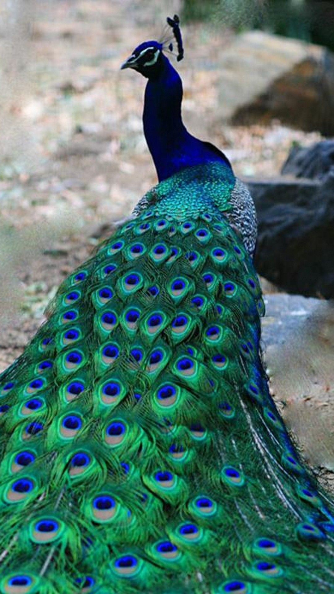 peacock wallpaper for iphone