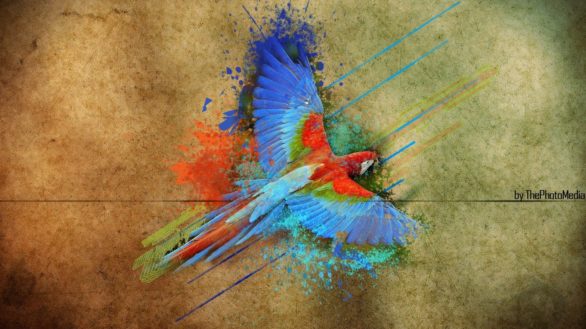 Download Wallpaper, Download 1920x1080 parrots colors speed art
