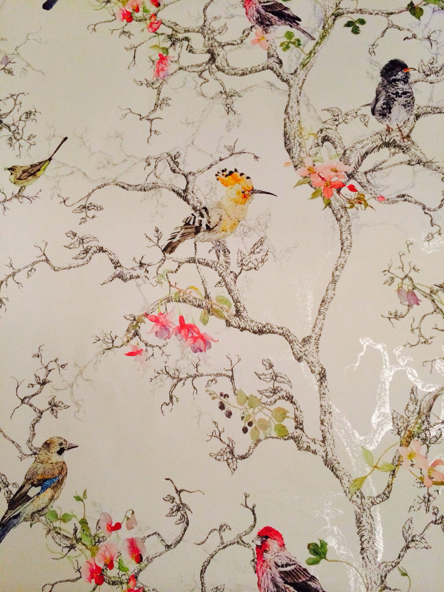 B&Q wallpaper birds. I love this one! neeeeeeeeeeeeed it. B&q