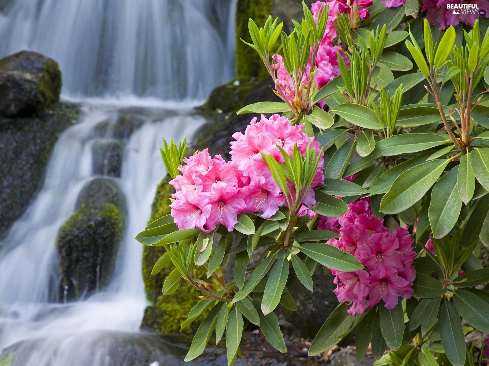 Rhododendrons Wallpapers - Wallpaper Cave