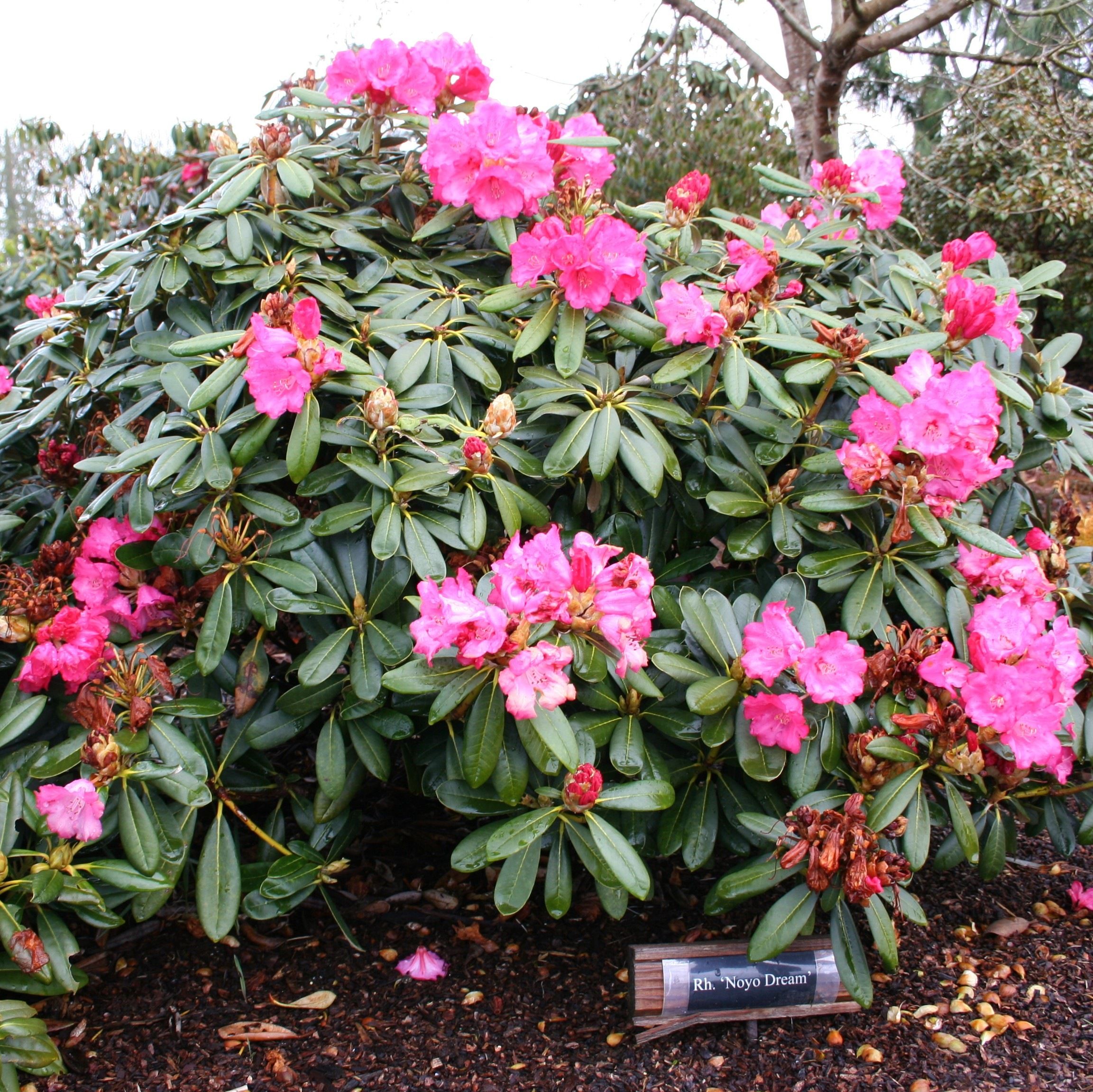 Rhododendrons Wallpapers - Wallpaper Cave