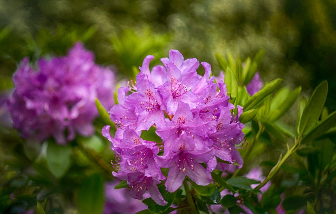 Rhododendrons Wallpapers - Wallpaper Cave