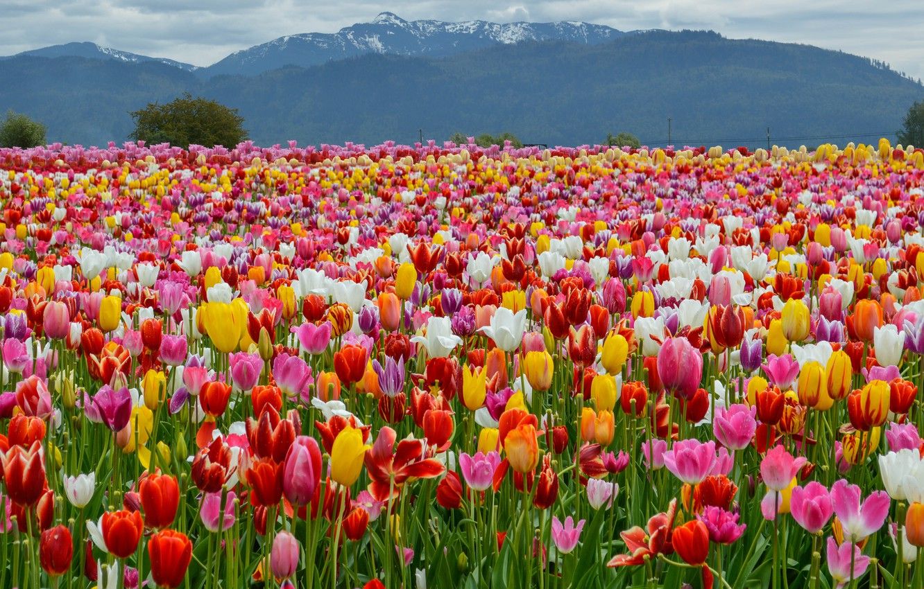 Wallpaper Field, Mountains, Spring, Tulips, Landscape, Spring