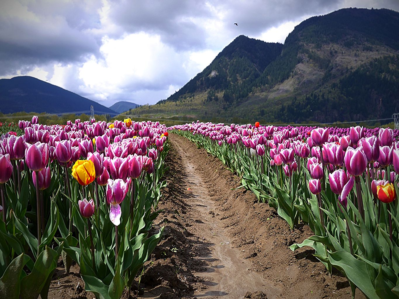 Wallpaper tulip Mountains Fields Flowers landscape photography