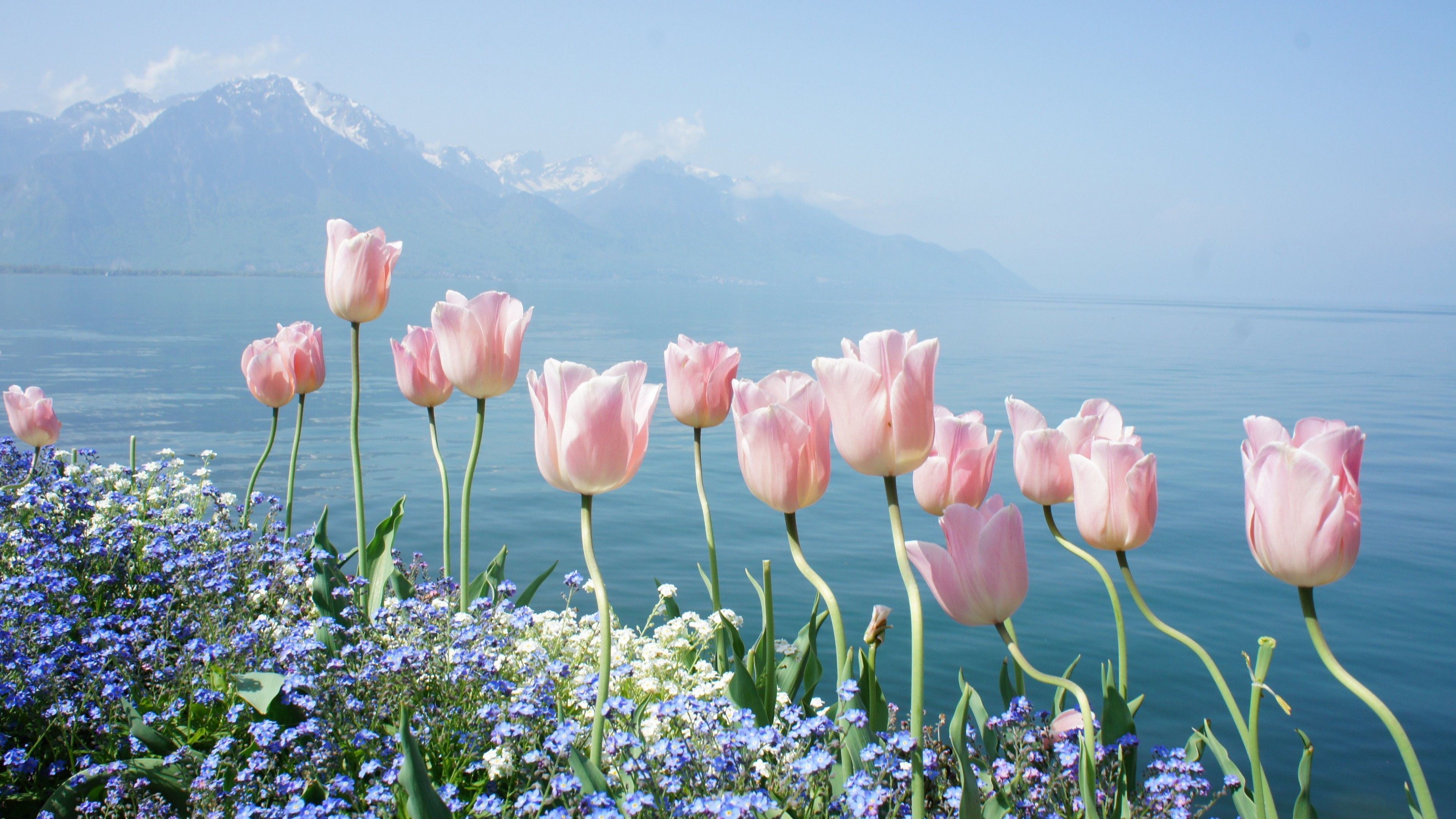 Tulips 4k Wallpapers Wallpaper Cave
